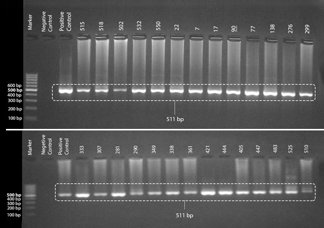 <strong>Figure 1.</strong> PCR products (511 bp) of nested-PCR positive samples visualized on 2% agarose gel. The numbers above the wells were the assigned protocol numbers for the samples.